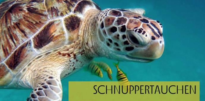 Schnuppertauchen