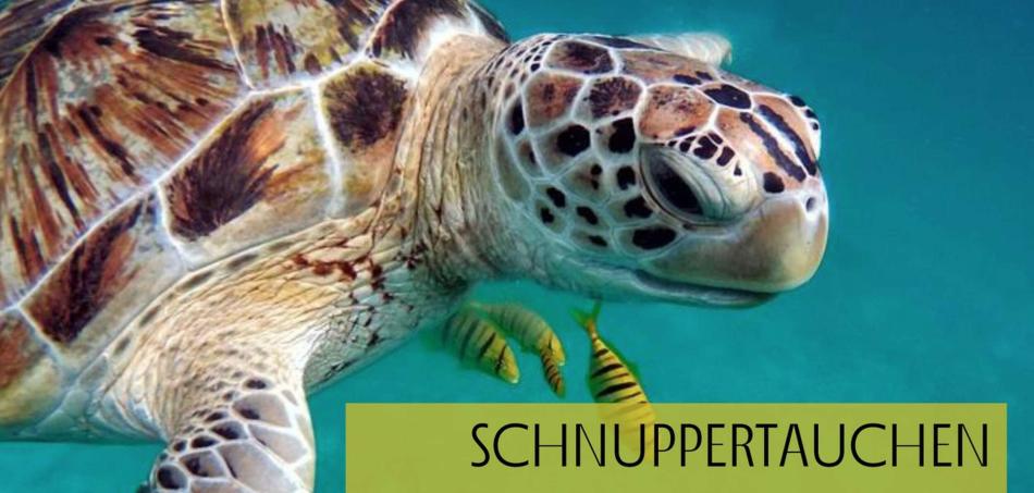 Schnuppertauchen